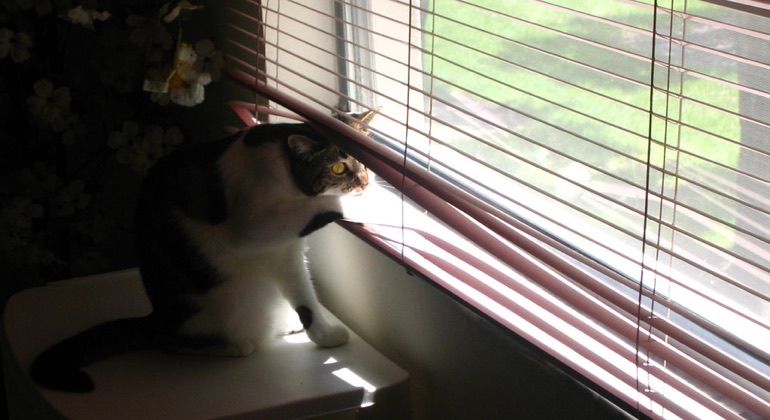 Cat peeking through metal blinds in Fort Lauderdale.